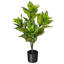 Plante zébrée 26 po Alocasia-1896302854