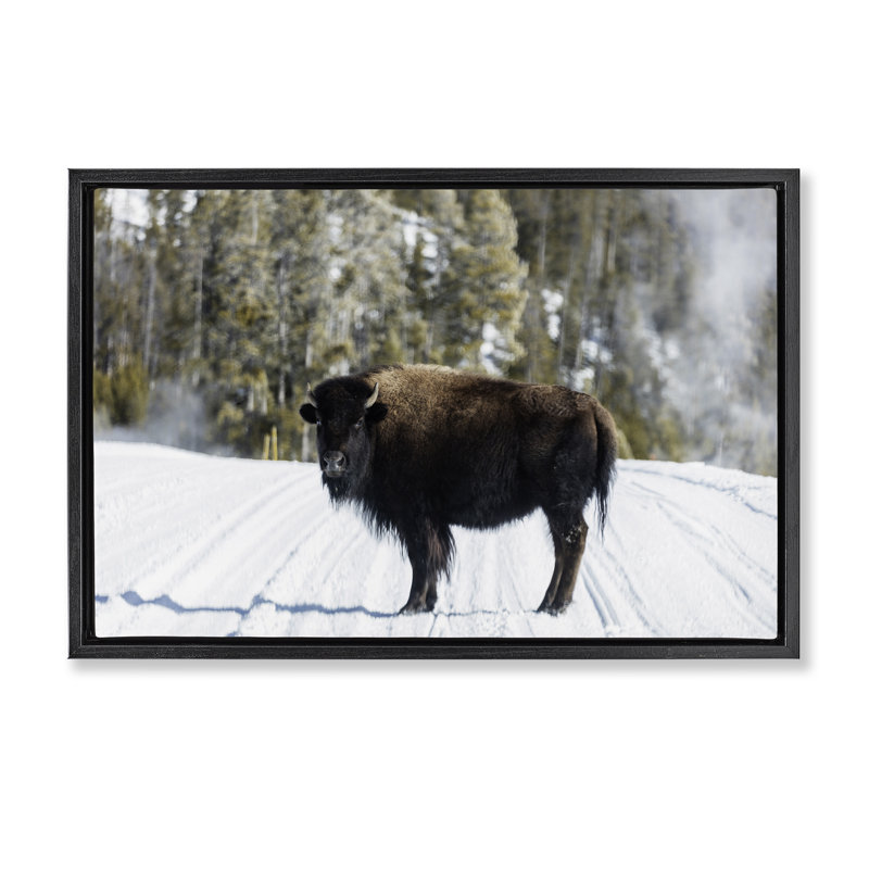 «Bison on Snowy Track», art mural sur toile flottante, design par PIDDIX, H 17 po x l 25 po, Cadre flottant noir de jais