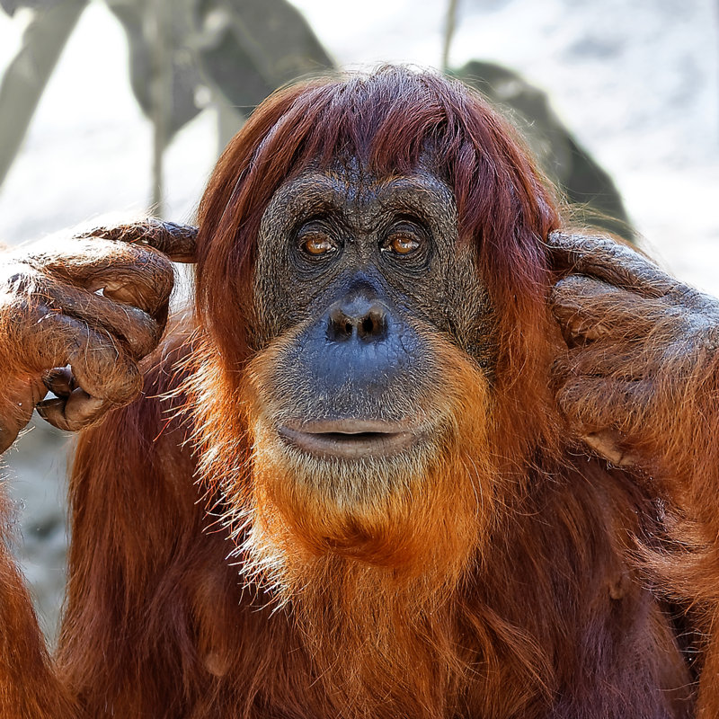 Orangutan Covering His Ears by Perfect-Exposure - Wrapped Canvas Print, 76cm H x 76cm W