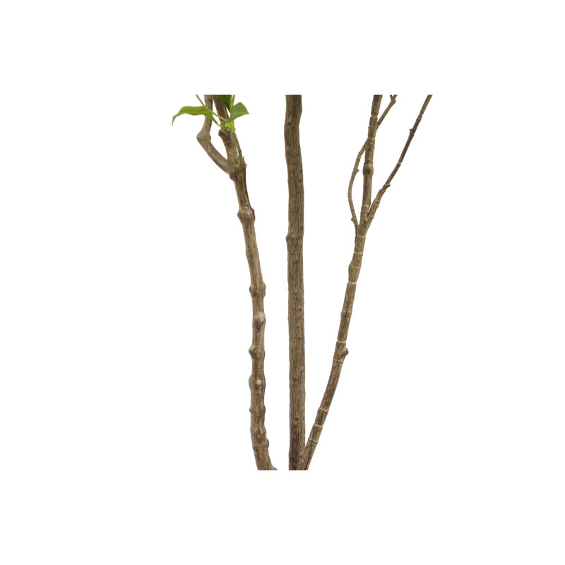 TREE LAUREL GROWER 7FT