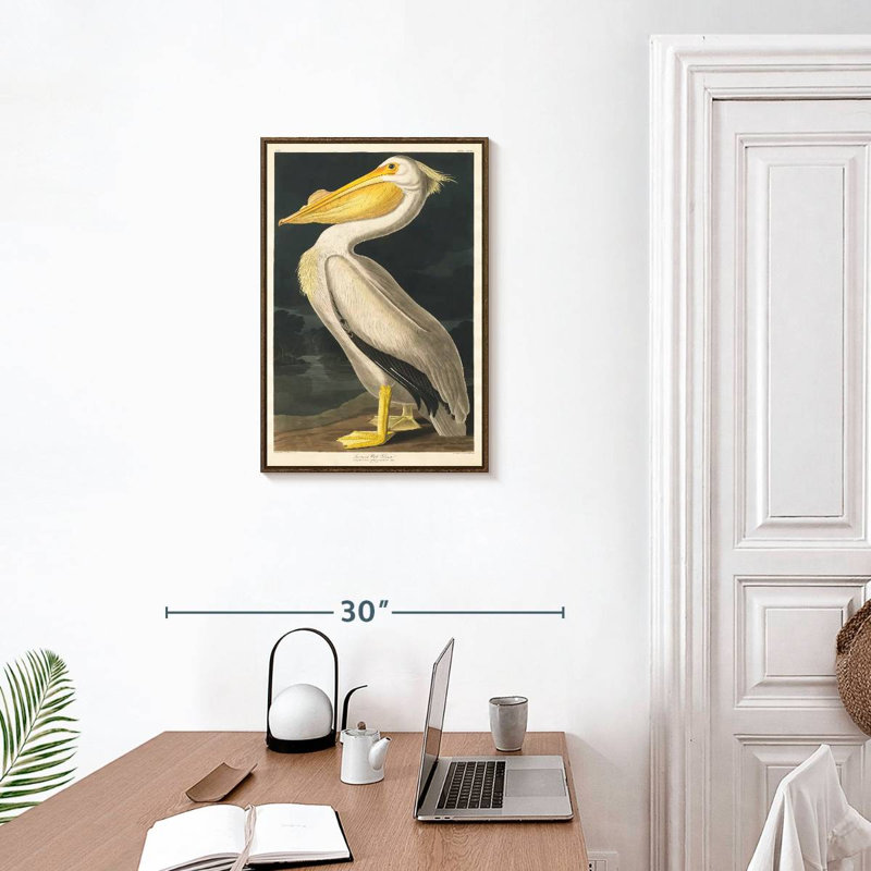 Pélican d'Amérique des oiseaux d'Amérique, 17" x 25", Floating Frame Walnut