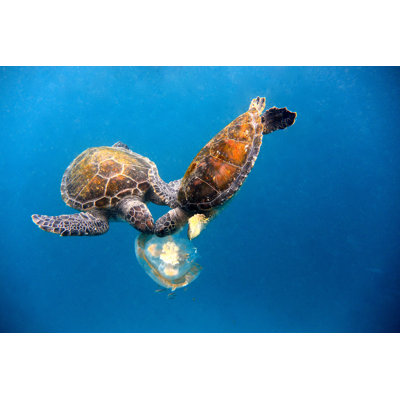 Turtles Eating Jelly Fish by Searsie - Wrapped Canvas Print