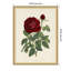 «Van Houtteano Rose», reproduction d'art encadrée en bois-210173671-210173691