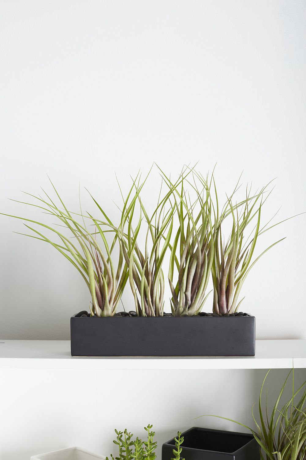 Sula 12" Ceramic Pot Planter, Matte Black