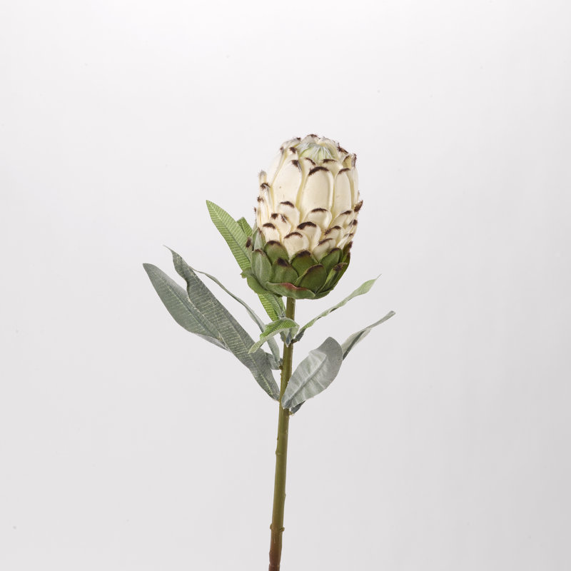 Flower Protea Stem