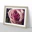 An Exceptional Rose Flower - Framed Print-758606175-758606172
