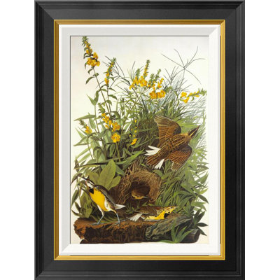 " Meadow Lark " by James Audubon
