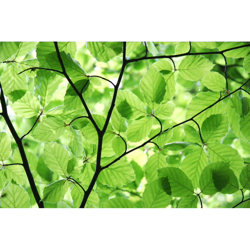 Fresh Spring Beech par Pastie, H 32 po x l 48 po