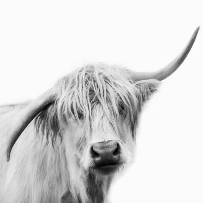 «Hey Cow» par Sissi et Seb - photographie sur toile tendue