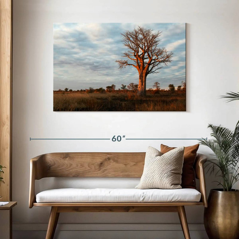 Baobab zambien Harnek, H 30 po x l 45 po