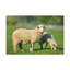 No Frame Print on Canvas-615400062
