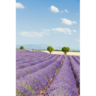 Lavender Field, Provence par Phbcz - Photographie sur toile tendue