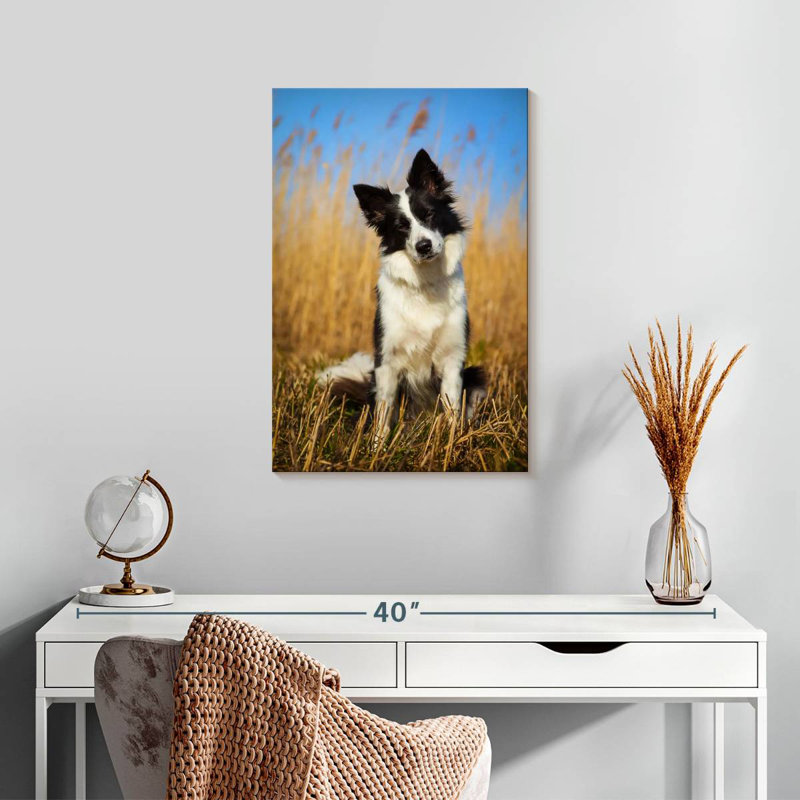 Border collie curieux, H 24 po x l 16 po