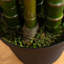 Plante-1929067214