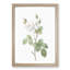White Moss Rose by Pierre-Joseph Redoute - Picture Frame Art Prints-55612540-55612543