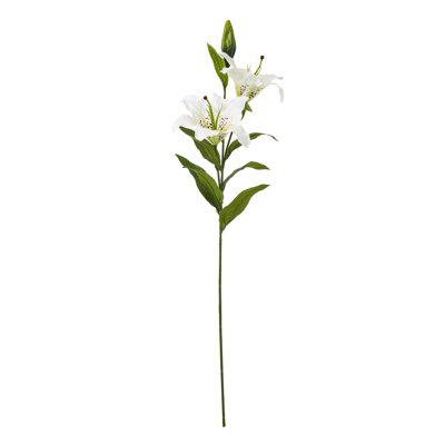 Anastasija Arrangement