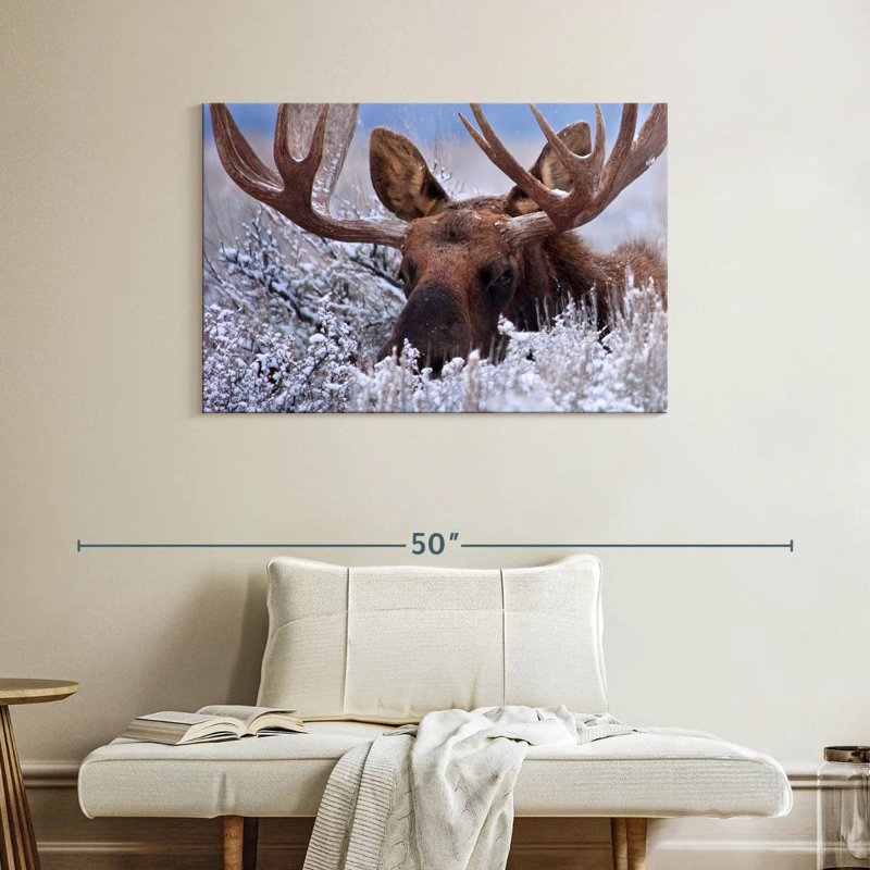 Brampt Hiding Moose, 26" H x 39" W