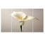 Gros plan d'une fleur de lys arum blanc - art mural lys pour le salon, 4 pièces-284451121