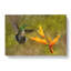 Hummingbird By A Flower - Wrapped Canvas-56630555