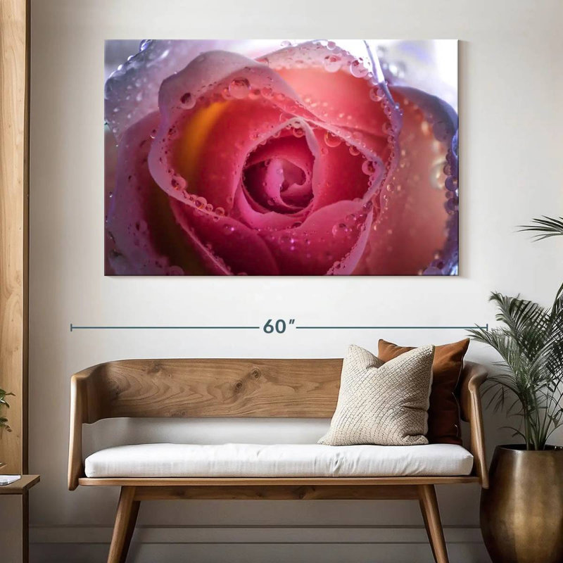 Rose brumeux Harnek, H 34 po x l 51 po