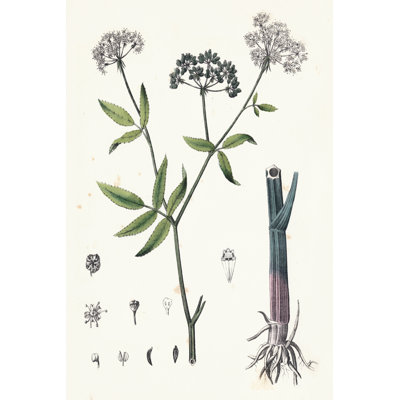 Berge Botanicals II - Wrapped Canvas Painting