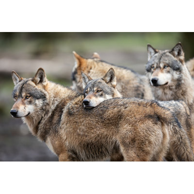 Famille de loups gris - photographie sur toile tendue