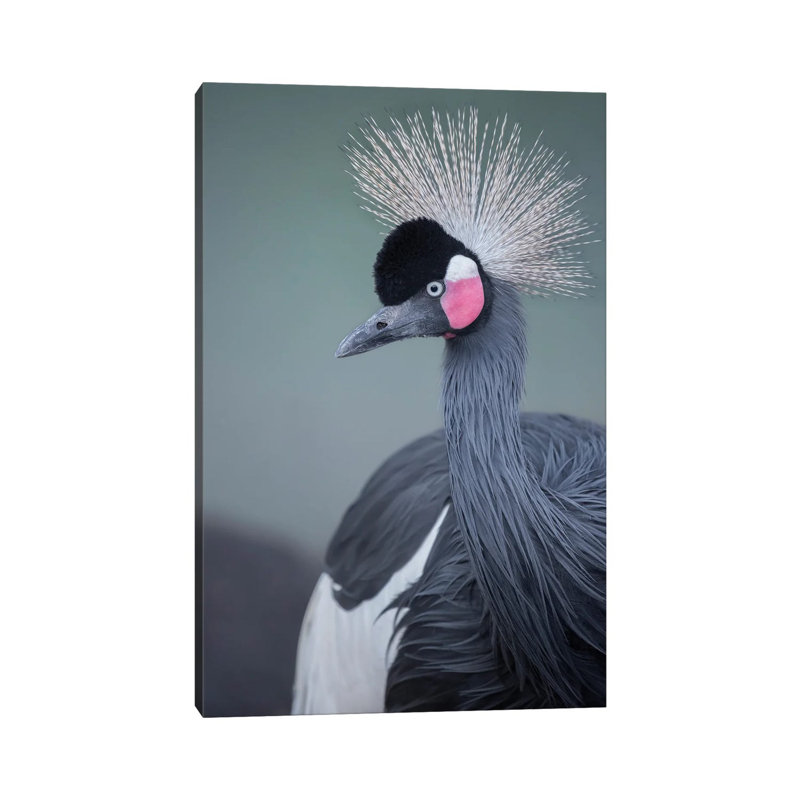 Black-Crowned Crane Profile by Louis Ruth - Wrapped Canvas Print, 20.32 cm H x 30.48 cm W