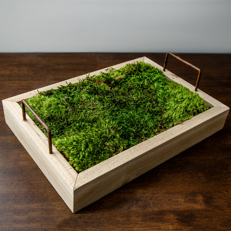 8.5'' Plant