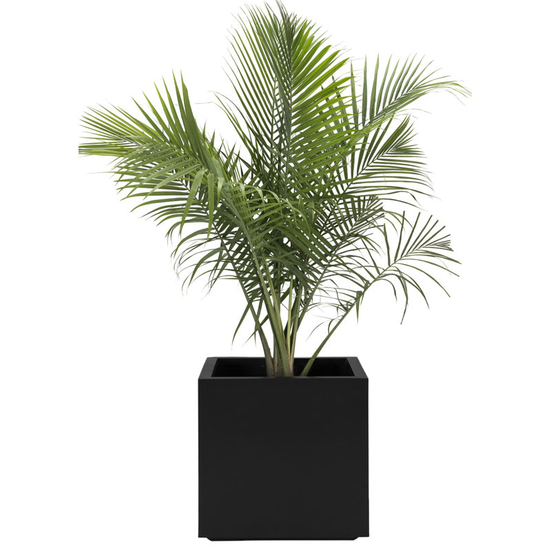 Boîte à fleurs en fibre de verre Lorsworth, Noir, H 20 po x l 20 po x P 20 po
