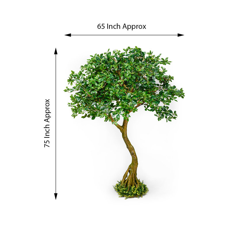 Serene Spaces Living Schefflera