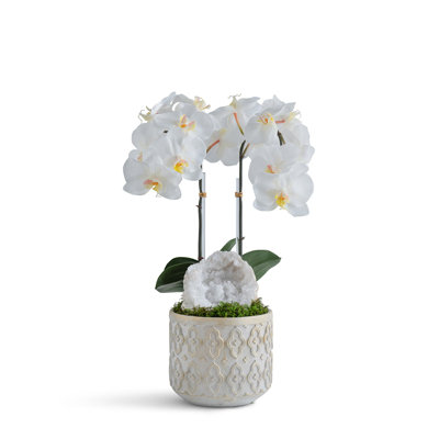 Double Orchid in ornamental concrete