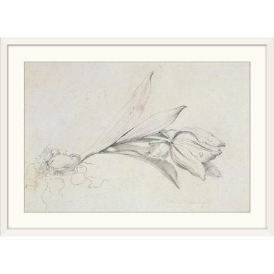 Finching " Tulip " by Albert Williams