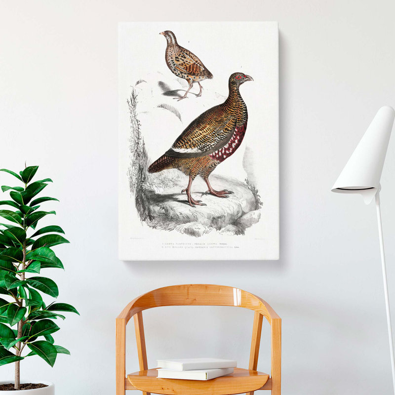 Quail And Partridge Illustrations by John Edward Gray - Wrapped Canvas, 60cm H x 40cm W x 3cm D
