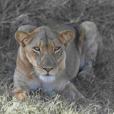 Lionne - peinture sur toile tendue