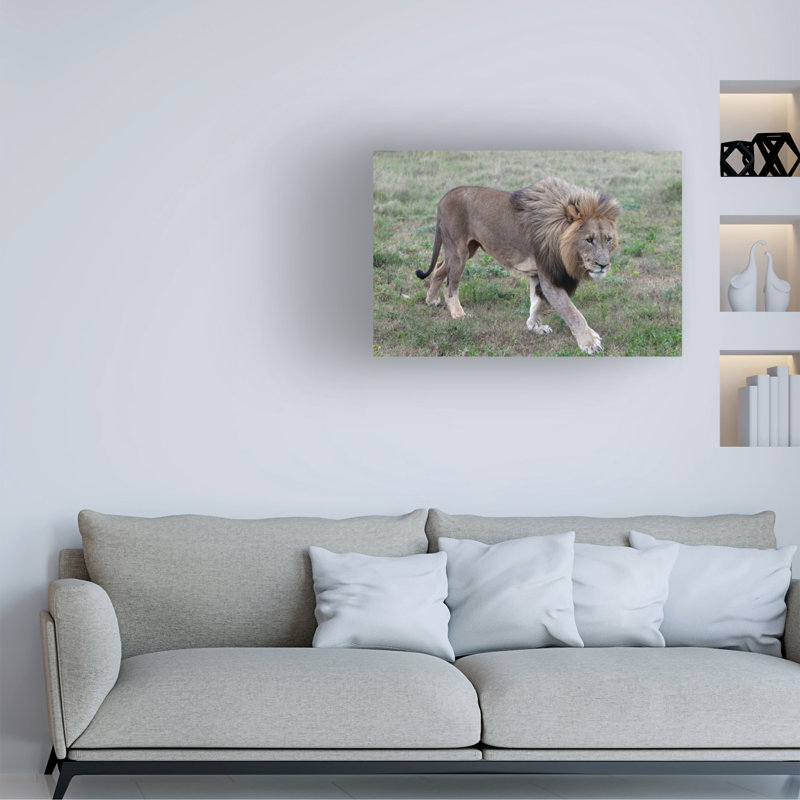 Art sur toile, «Bob Bob Langrish Lions», H 16 po x l 24 po