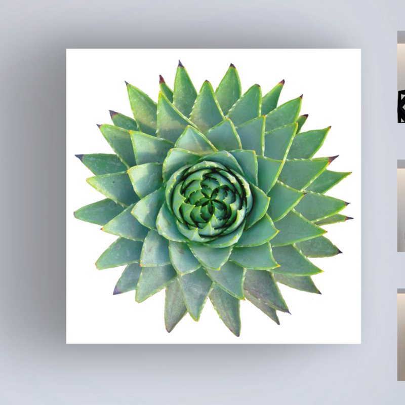 «Succulent Cut Out 09» par Cora Niele - photographie sur toile tendue, H 24 po x l 24 po x P 2 po