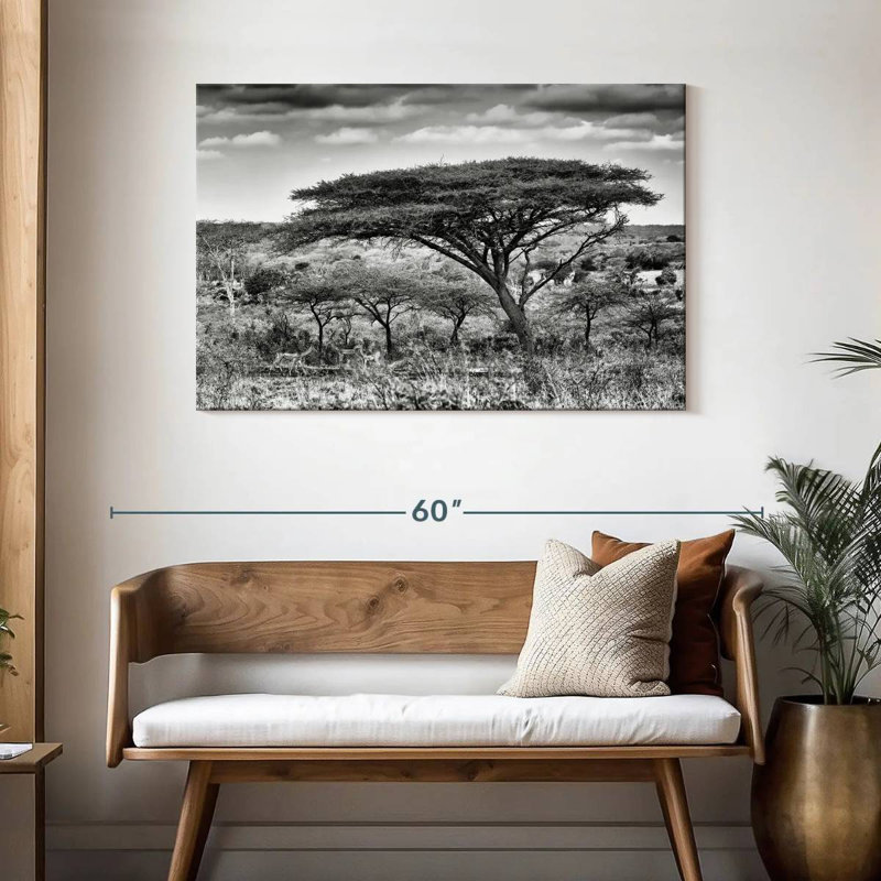 Acacia Trees