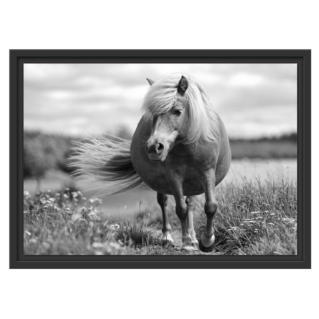 Gerahmtes Wandbild Shetlandpony auf der Wiese