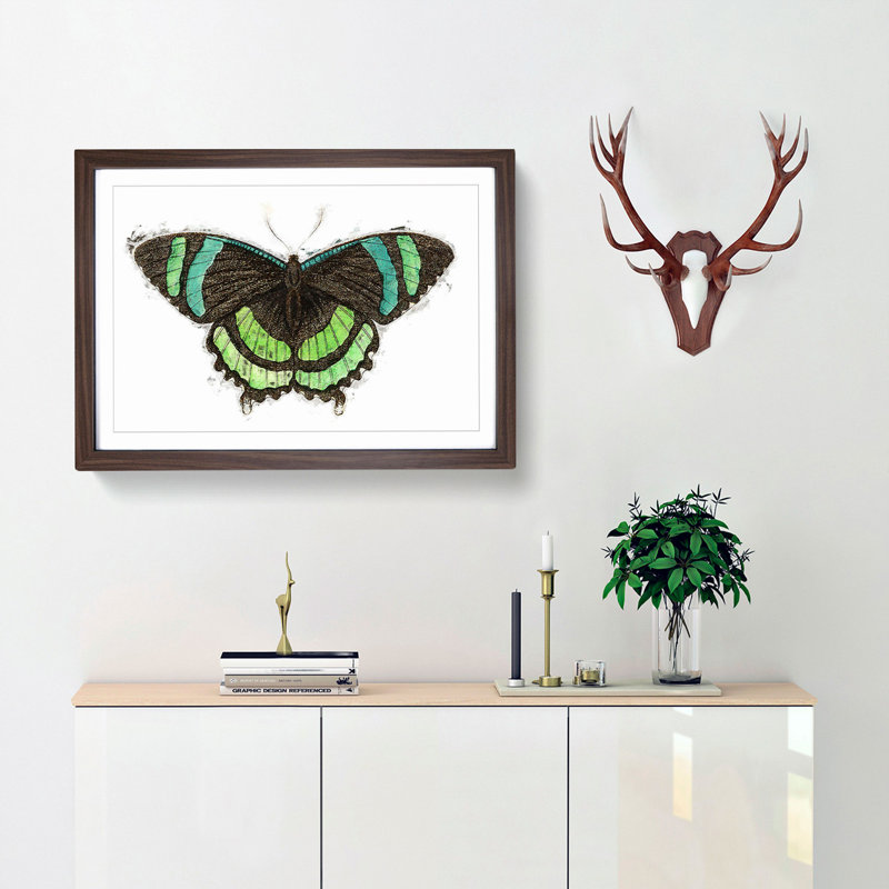 Orontes Butterfly by George Shaw - Framed Print, 27cm H x 36cm W x 2cm D, Walnut Framed