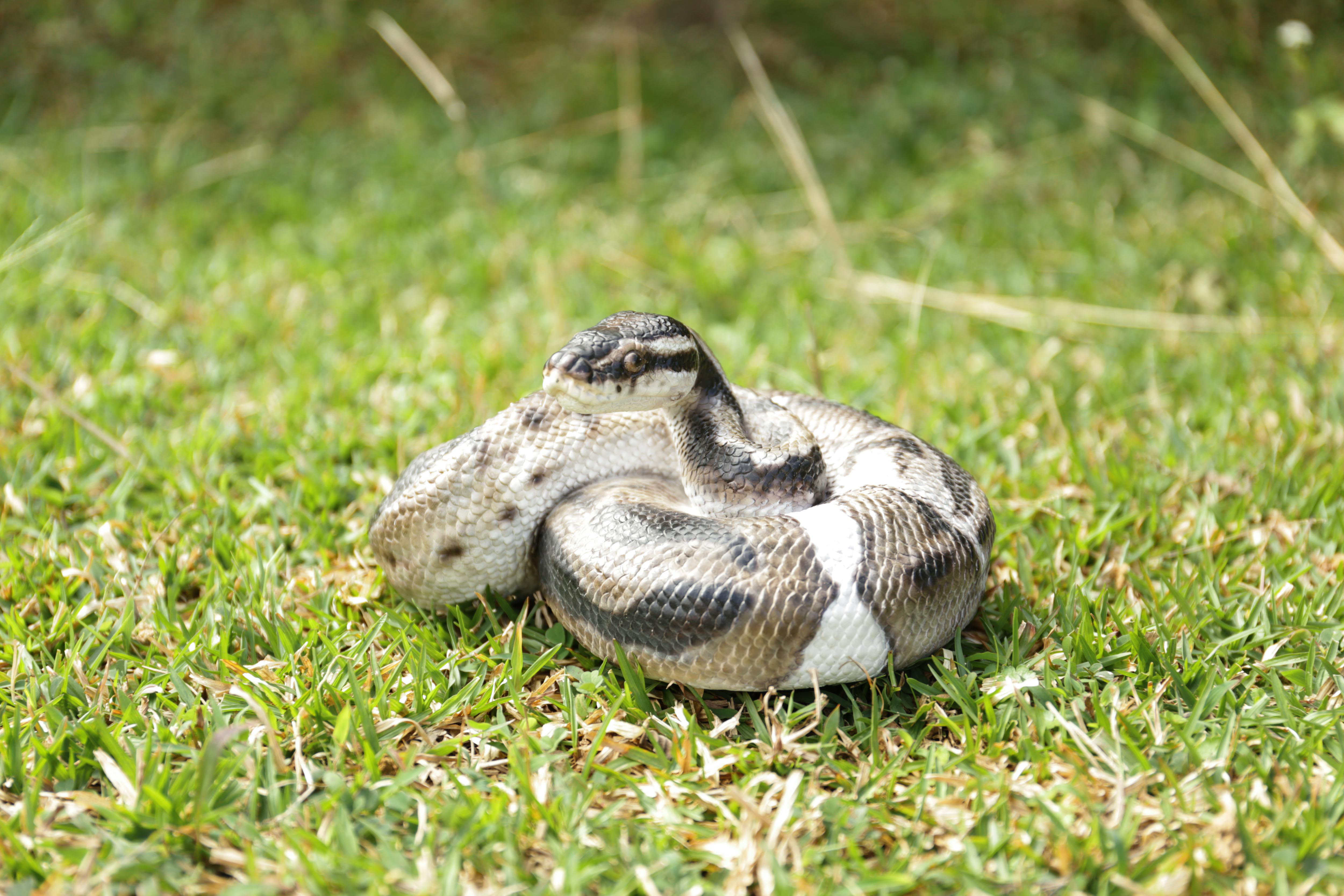 Hi-Line Gift Ltd. REGIUS BALL PYTHON STATUE & Reviews | Wayfair