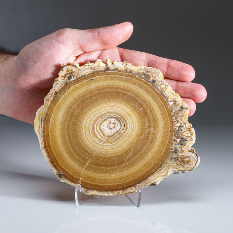 Genuine Aragonite Stalactite Slice from Mexico (0.6 lbs)