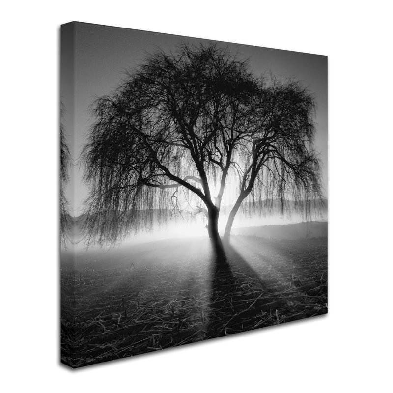 « lightning tree i », reproduction de photo sur toile tendue, H 24 po x l 24 po x P 2 po