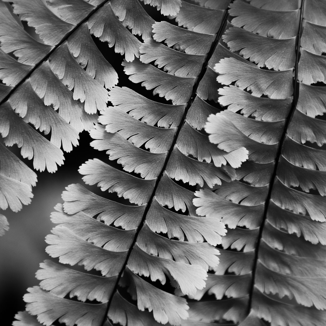 Maidenhair Farn von Andipantz - Druck auf Leinwand ohne Rahmen