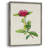Pretty Pink Botanicals II Framed Print - Solid Wood