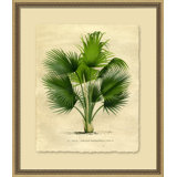 Island Palm IV Painting