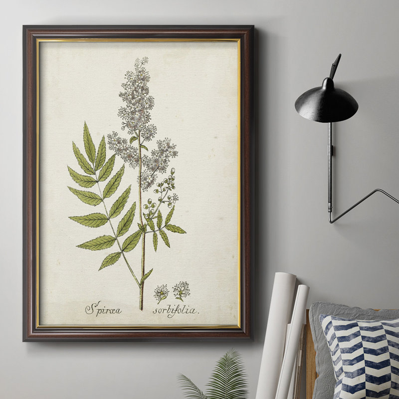 Antique Herb Botanical III - Peinture sur toile encadrée, H 20 po x l 16 po x P 2,5 po