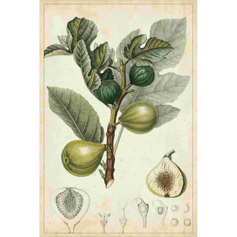 Fruits exotiques I, H 12 po x l 8 po