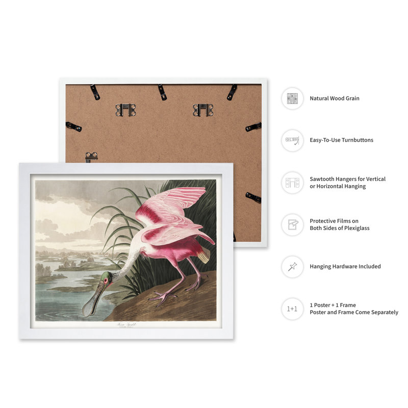 John James Audubon - spatule rosée, Poster, 24"H x 32"W, White Framed