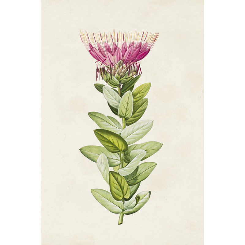 Pretty Pink Botanicals IV - Art Prints, 30 cm H x 20 cm W, Wrapped Canvas
