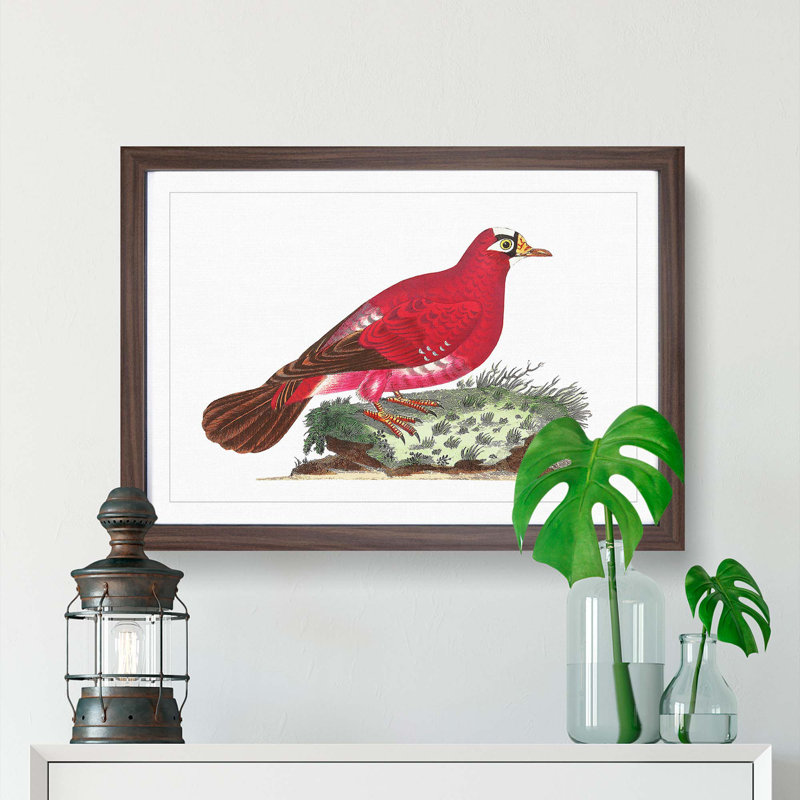 Crimson Pigeon by George Shaw - Framed Print, 36cm H x 48cm W x 2cm D, Walnut Framed
